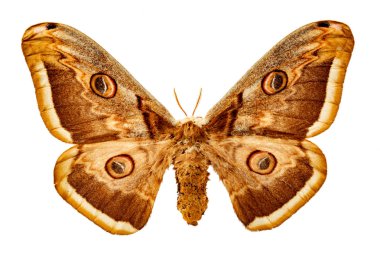 Beyaz bir arka planda Saturnia pyri