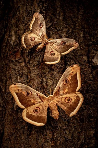Zwei Saturnia Pyri Schmetterlinge Auf Einer Baumrinde — Stockfoto