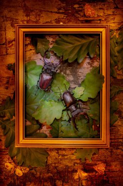 two beetles in a gold frame clipart