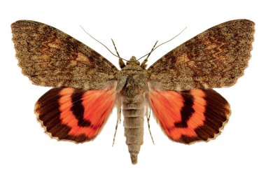 Catocala nupta beyaz bir arka plan üzerinde