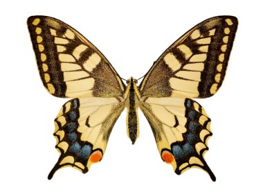Papilio machaon beyaz bir arka plan üzerinde