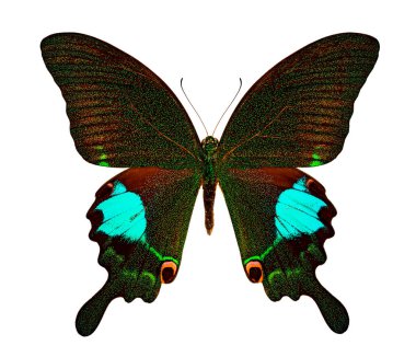 Beyaz bir arka planda Papilio Carna carnatus