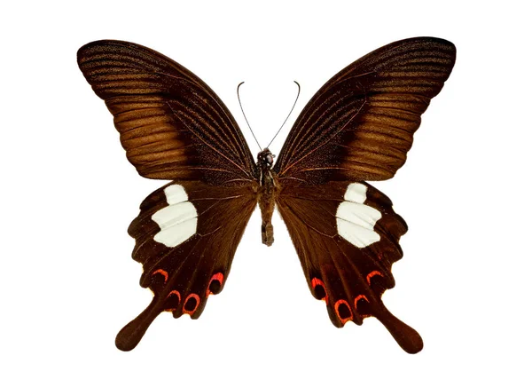 Beyaz Bir Arka Planda Papilio Paris — Stok fotoğraf