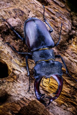 Eski meşe üzerinde Lucanus Cervus