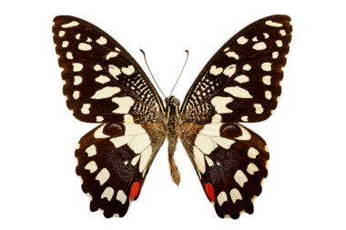 Beyaz bir arka planda Papilio kırlangıçkuyruğu