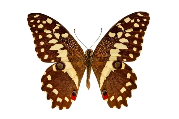 Papilio Demodocus Sobre Fondo Blanco —  Fotos de Stock
