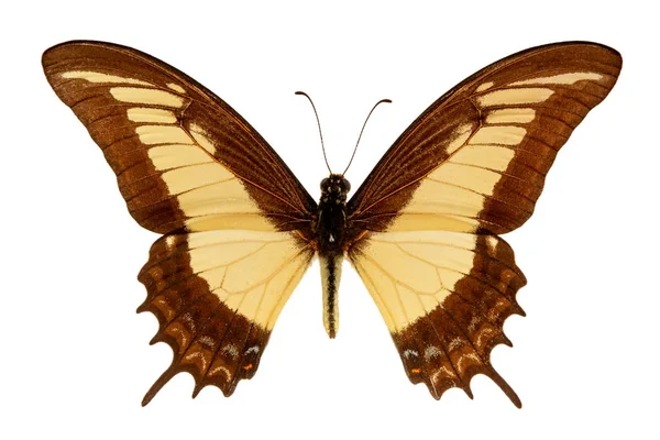 Beyaz Bir Arka Planda Papilio Androgeus — Stok fotoğraf