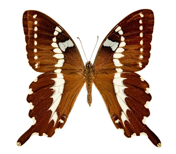 Papilio Delalandei Fundo Branco — Fotografia de Stock