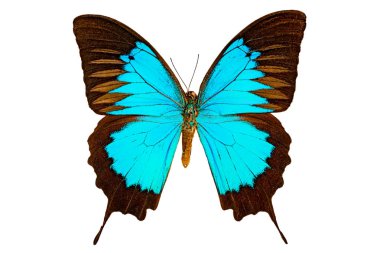 Papilio ulysses on a white background