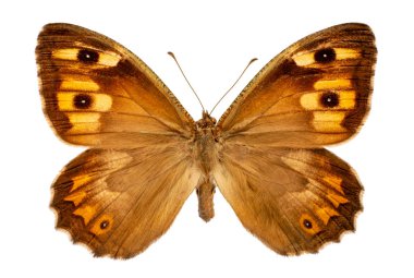 Beyaz arka planda hipparchia tohumları