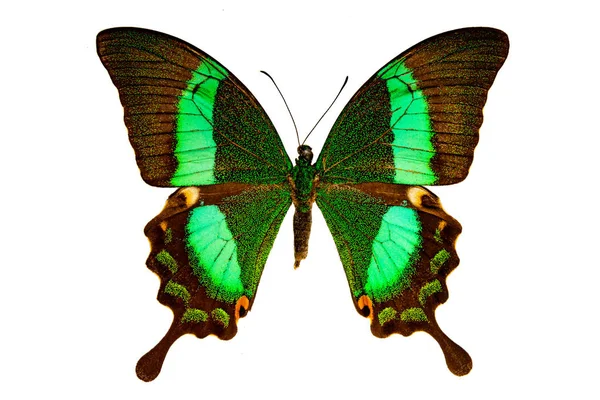 Papilio Palinurus Sfondo Bianco — Foto Stock