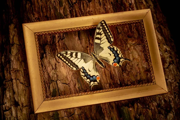 Papilio Machaon Einem Rahmen Auf Einer Baumrinde — Stockfoto