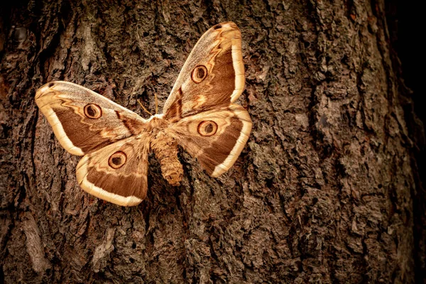 Saturnia Pyri Schmetterling Auf Einer Baumrinde — Stockfoto