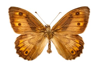 Beyaz arka planda hipparchia tohumları