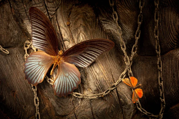 Papilio Memnon Composition Artistique Avec Chaînes — Photo