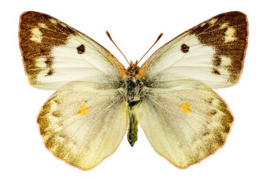 Beyaz arka planda Colias hyale