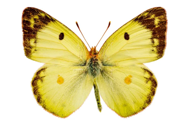 Colias Hyale White Background — Stock Photo, Image