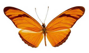 beyaz bir arka plan üzerinde julia olarak dryas