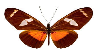 Beyaz arka plan üzerinde Heliconius ricini