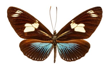 Beyaz arka plan üzerinde Heliconius doris