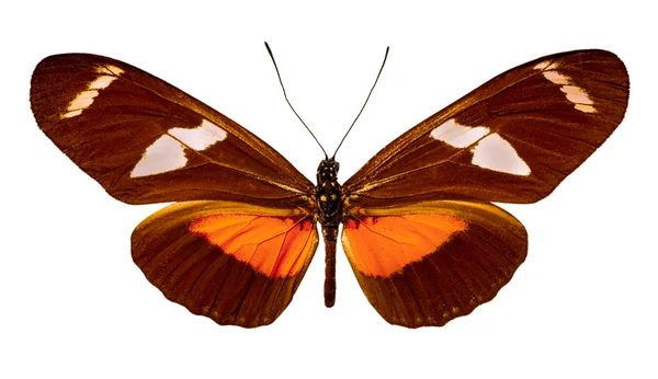 Heliconius Ricini Auf Weißem Hintergrund — Stockfoto