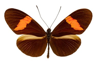 Beyaz arka plan üzerinde Heliconius erato