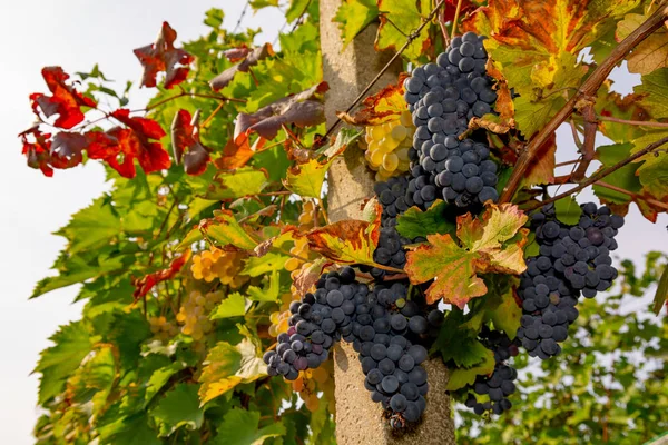 Uvas Viñedo — Foto de Stock