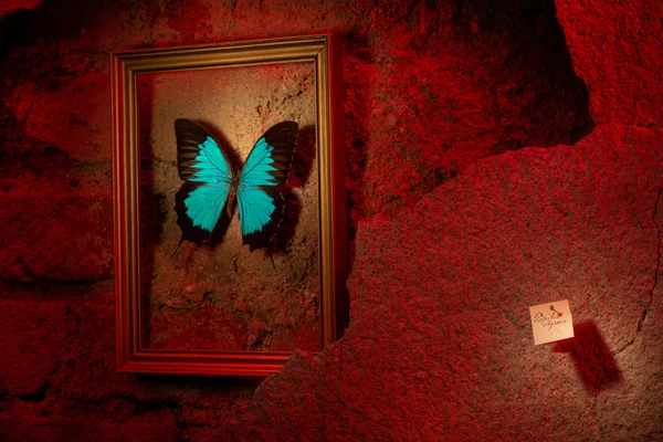 Papilio Ulysses Goldrahmen Der Roten Wand — Stockfoto