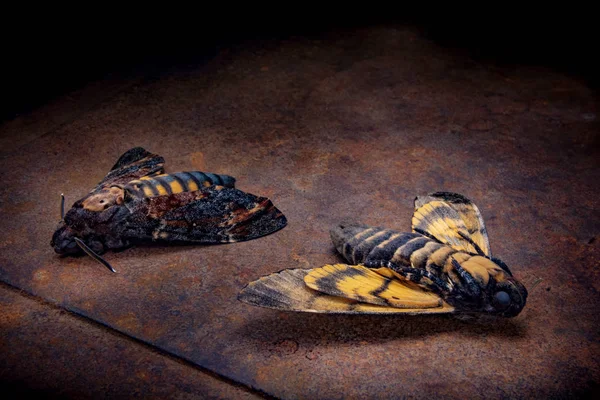 两只死去的飞虫阿切龙提亚阿特罗波斯 — 图库照片