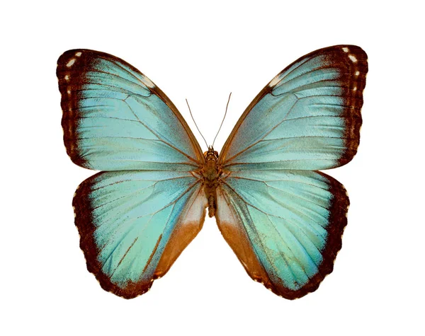 Morpho Patroclochuz Белом Фоне — стоковое фото