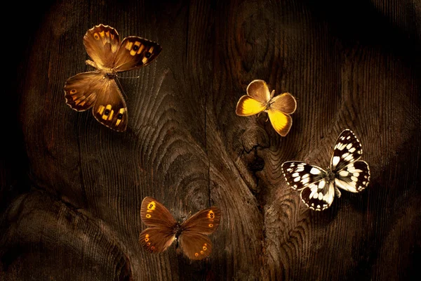 Кілька Метеликів Дереві — стокове фото