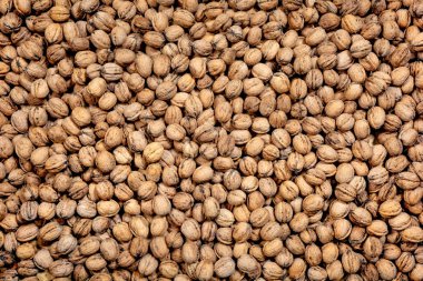 ceviz büyük kazık