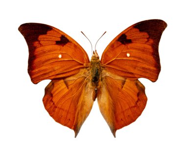 Beyaz arka planda zarexes garo