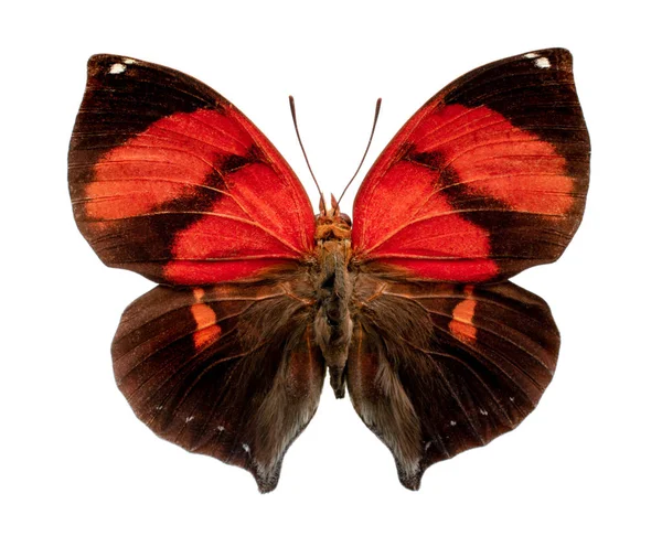 beyaz arka planda siderone ide