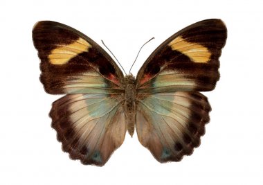 beyaz arka plan üzerinde calima