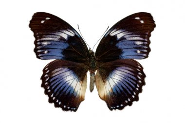 Beyaz arka plan üzerinde hypolimnas salmacis