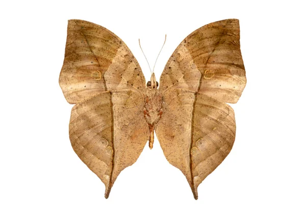 Mimicry Motyl Jako Liść — Zdjęcie stockowe