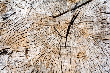 ağaç halkaları yakın çekim