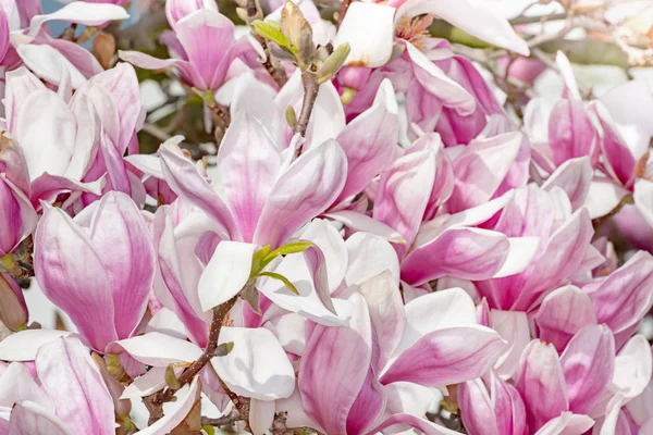 Pięknych Kwiatów Magnolii — Zdjęcie stockowe