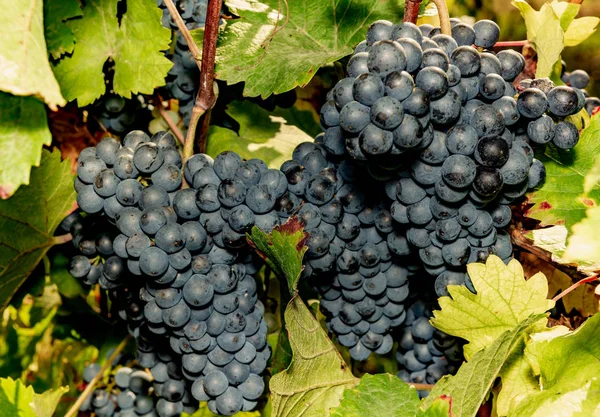 Uvas Viñedo — Foto de Stock