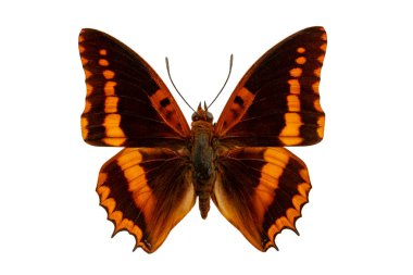 beyaz arka plan üzerinde charaxes kelebek