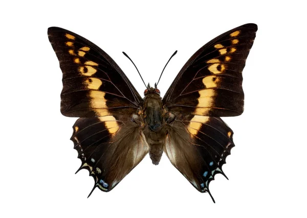 Charaxes Castor White Background — Stock Photo, Image