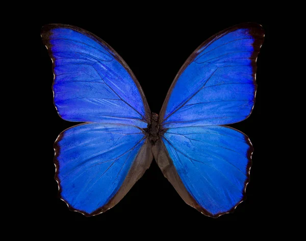 Blauer Schmetterling Morpho Didius Auf Schwarzem Hintergrund — Stockfoto