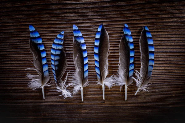 Cinco Plumas Jay Sobre Fondo Madera —  Fotos de Stock