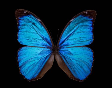 Morpho didius kelebek siyah arka plan izole