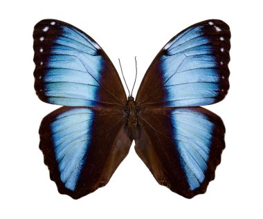 Morfo patroclus kelebek beyaz arka plan üzerinde izole