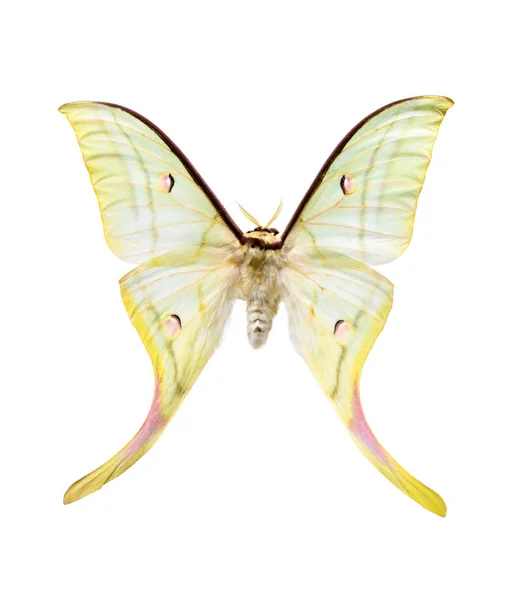 Butterfly Actias Selene Isolated White Background — Stock Photo, Image