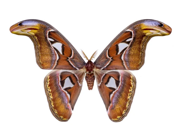 Schmetterling Attacus Atlas Isoliert Auf Weißem Hintergrund — Stockfoto