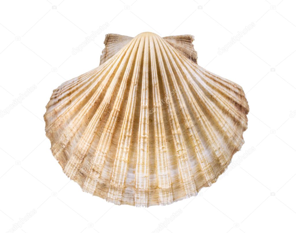 big seashell isolated white background