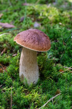 yeşil ormanda kahverengi boletus